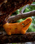 Croc-o-lantern Plush Toy